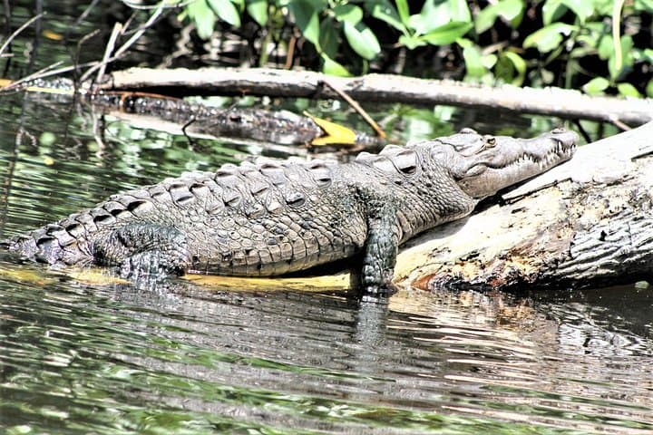 Private YS Falls and Black River Safari: Full-Day Waterfall & Wildlife Tour from Montego Bay photo 2
