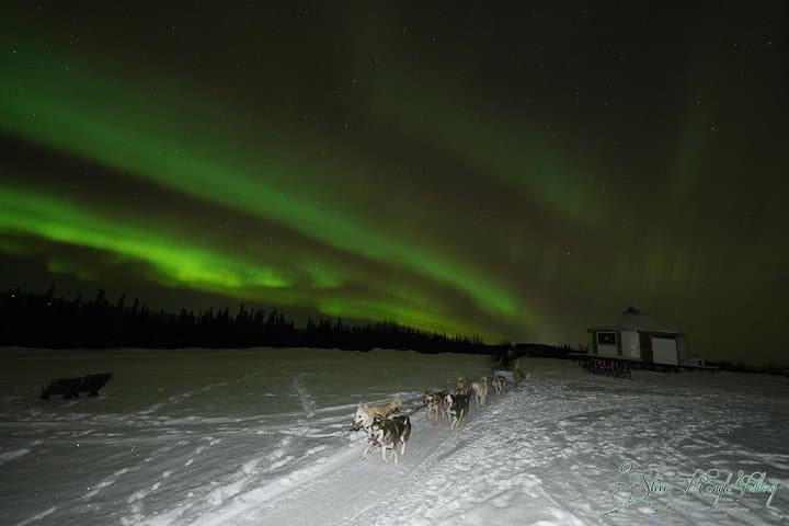 Fairbanks Northern Lights & Dog Sledding Tour with Cabin Dinner