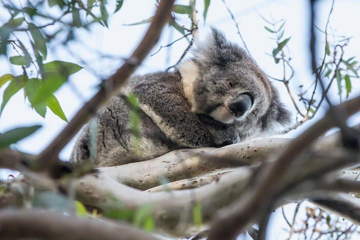 Great Ocean Road and Grampians 2-Day Escape from Melbourne photo 2