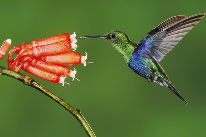 Mindo Cloud Forest: Full-Day Birding, Waterfalls & Wildlife Tour from Quito