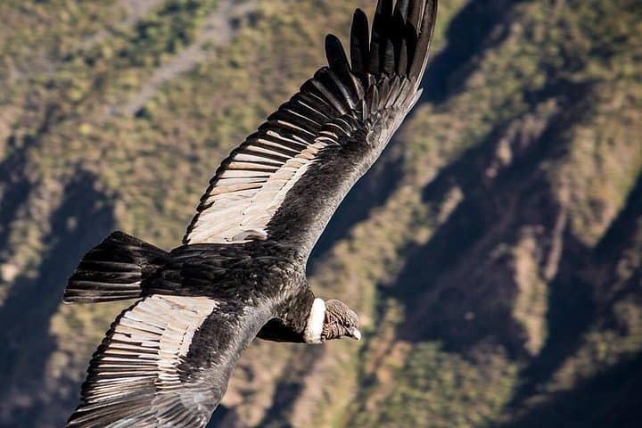 2-Day Colca Canyon from Puno: Cruz del Condor, Vicuñas & Hot Springs photo 4