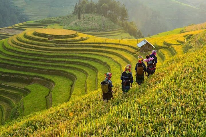 4-Day Mu Cang Chai Trek: Rice Terraces, Khau Pha Pass & Hmong Villages