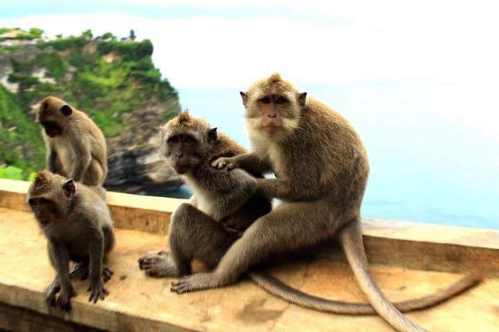 Bali Sunset at Uluwatu: Kecak Dance, Cliffside Views & Jimbaran Seafood photo 5