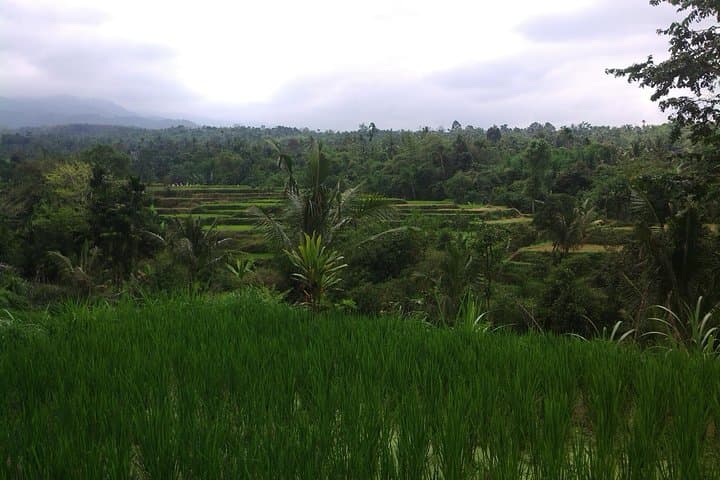 Soft Trekking Tetebatu: Rice Terraces & Waterfall Day Hike on Mount Rinjani's Slopes photo 2
