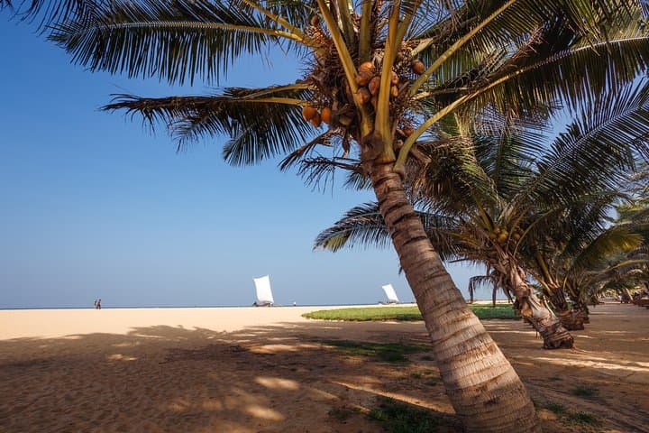 Sri Lanka 14-Day Heritage & Beach Escape — Cultural Triangle, Hill Country and Trincomalee photo 6