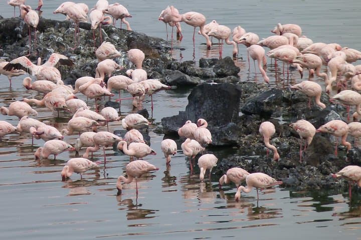 Ngorongoro Crater & Lake Manyara: 2‑Day Wildlife Safari from Arusha photo 5