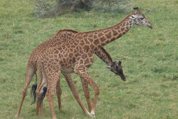 Ngorongoro Crater & Lake Manyara: 2‑Day Wildlife Safari from Arusha photo 3