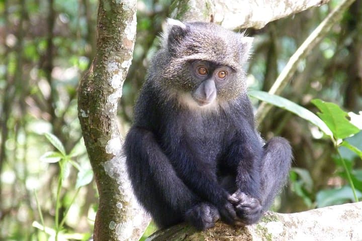 Ngorongoro Crater & Lake Manyara: 2‑Day Wildlife Safari from Arusha photo 4