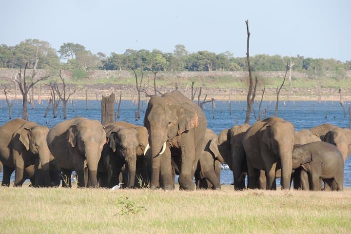 Kaudulla National Park Half-Day Safari from Habarana — Elephant & Birdwatching photo 1