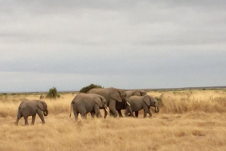 3-Day Masai Mara Safari from Nairobi — Daily Departures & Mid-Range Camp photo 2