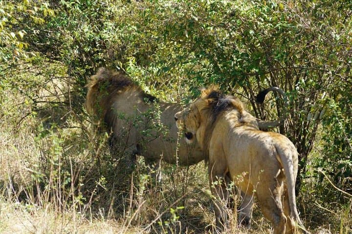 3-Day Masai Mara Safari from Nairobi — Daily Departures & Mid-Range Camp photo 3