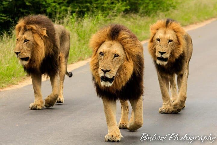 Kruger Full-Day Safari: Big Five Game Drive and Wildlife Viewing photo 3