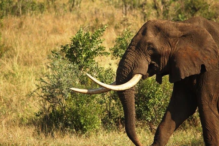 Kruger Full-Day Safari: Big Five Game Drive and Wildlife Viewing photo 4