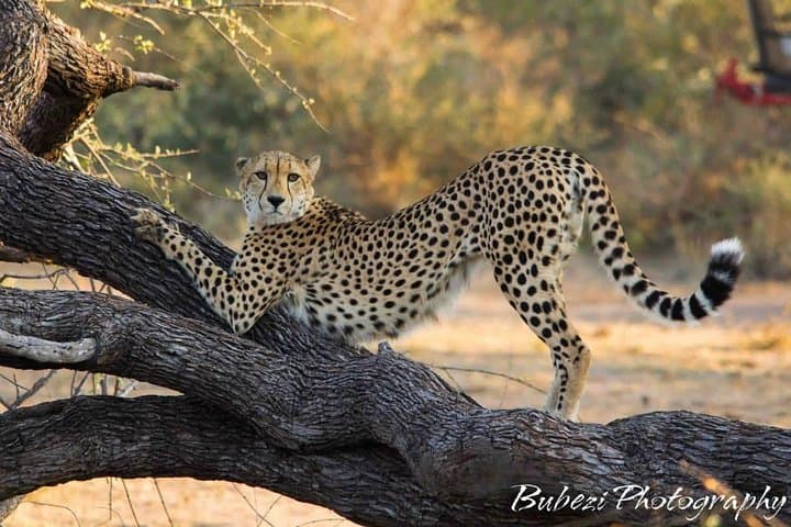 Kruger Full-Day Safari: Big Five Game Drive and Wildlife Viewing photo 5
