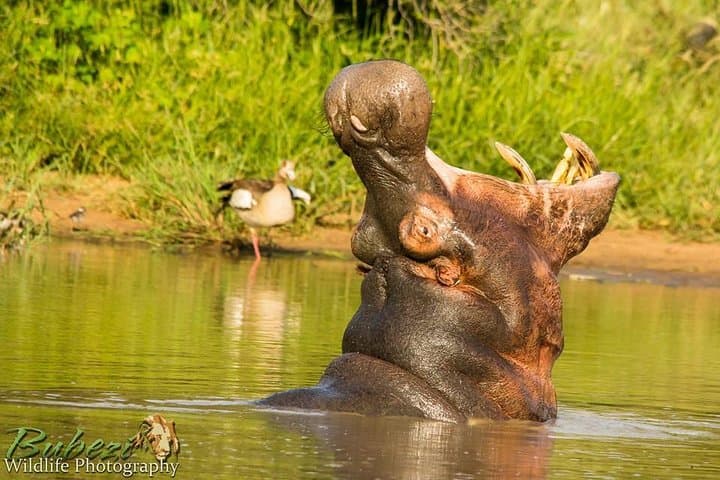 Kruger Full-Day Safari: Big Five Game Drive and Wildlife Viewing photo 6