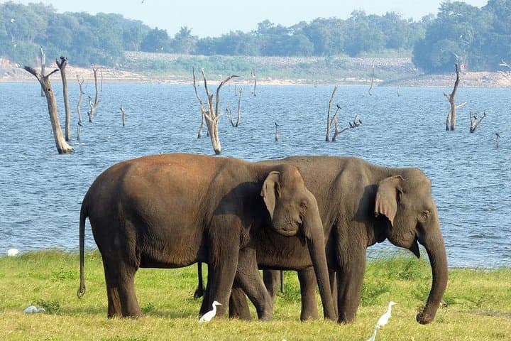 Minneriya National Park Safari from Habarana — Half-Day Elephant Safari photo 3