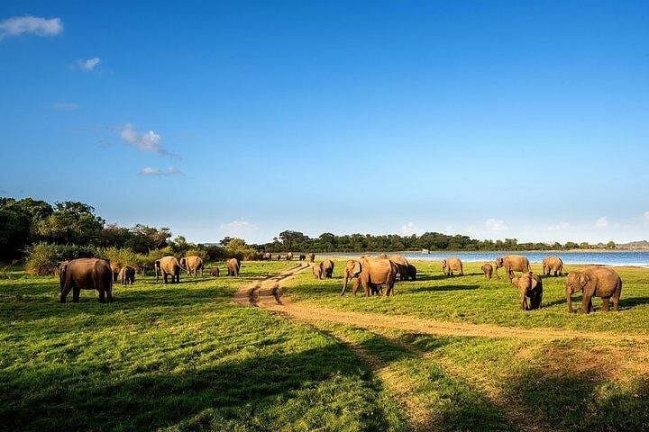 Minneriya National Park Safari from Habarana — Half-Day Elephant Safari photo 4