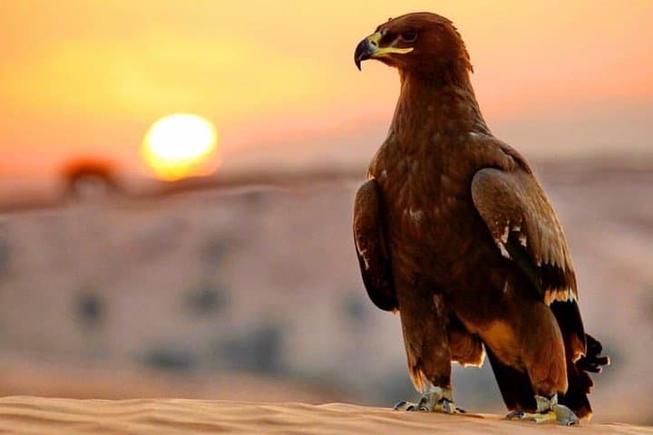 Evening Red Dunes Desert Safari in Lahbab: Dune Bashing, Sandboarding & BBQ Under the Stars photo 3