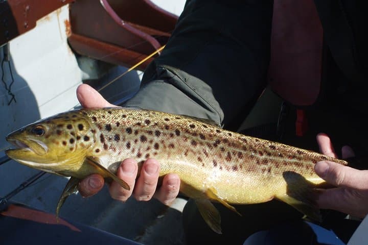 Fly Fishing Wild Brown Trout on Lough Corrib — Private Ghillie Day Trip from Galway photo 5