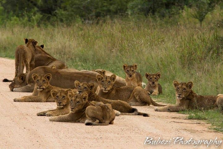 4-Day Bubezi Classic Safari & Panoramic Kruger Tour from Johannesburg photo 2