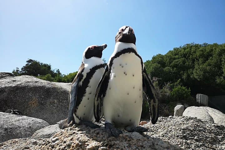 Private Cape Peninsula Tour: Boulders Beach Penguins & Cape of Good Hope photo 4