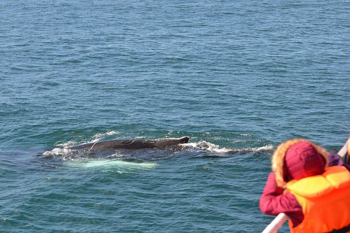Icelandic Horse Riding and Whale Watching Day Trip from Reykjavík photo 3
