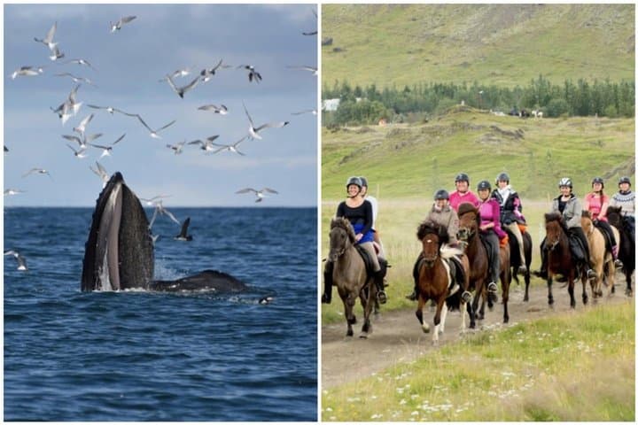 Icelandic Horse Riding and Whale Watching Day Trip from Reykjavík photo 1