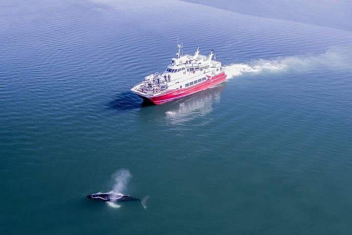 Whale Watching from Downtown Akureyri: Humpbacks of Eyjafjordur photo 2