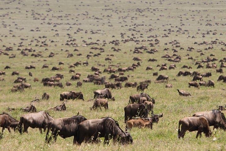 Northern Serengeti Wildebeest Migration: 4-Day Budget Camping Safari photo 3