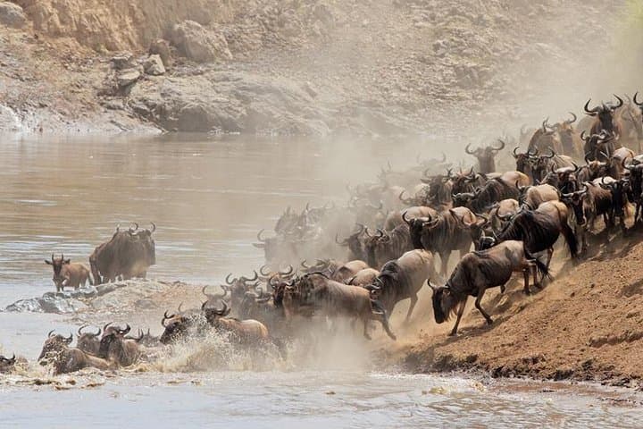 Northern Serengeti Wildebeest Migration: 4-Day Budget Camping Safari photo 2