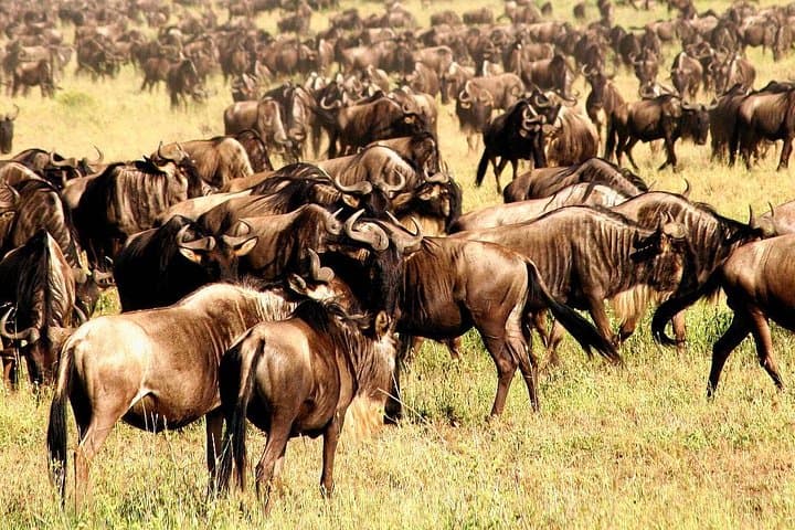Northern Serengeti Wildebeest Migration: 4-Day Budget Camping Safari photo 4