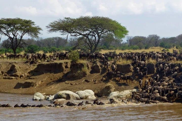 Northern Serengeti Wildebeest Migration: 4-Day Budget Camping Safari photo 6