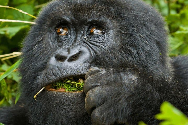 Rwanda Primates Field Study & Gorilla Trekking: 9-Day Conservation Immersion photo 2