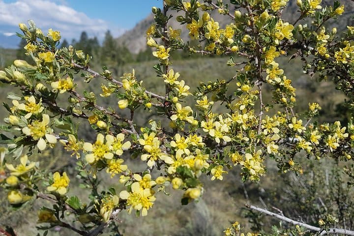 Explore Canada’s Only Desert: South Okanagan Desert Tour in Osoyoos