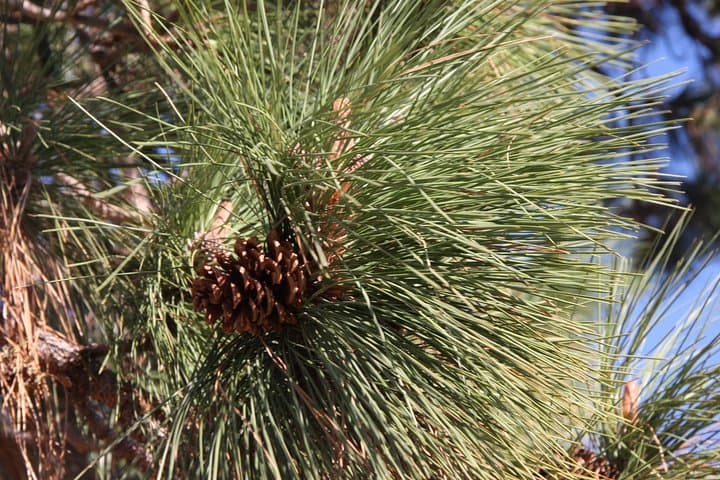 Explore Canada’s Only Desert: South Okanagan Desert Tour in Osoyoos photo 5