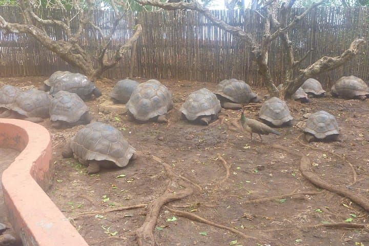 Stone Town and Prison Island Half-Day: History, Tortoises & Snorkel photo 6