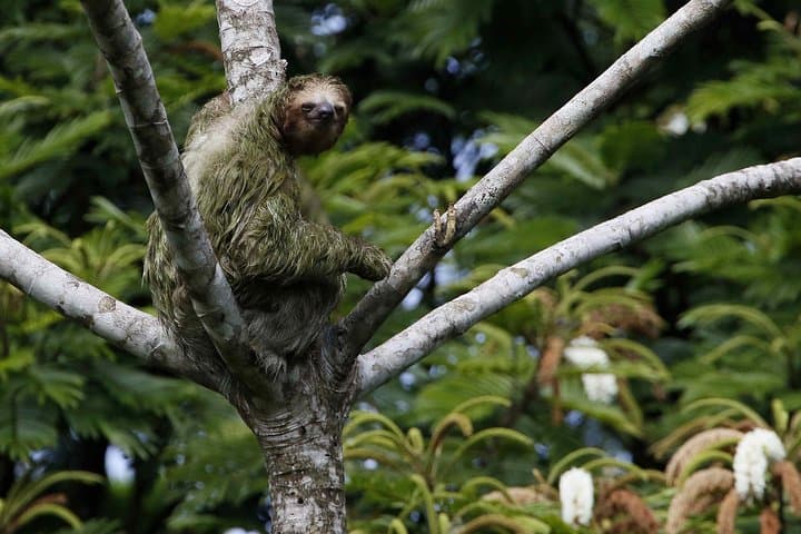 Monteverde Cloud Forest Hike with SinwaTours — Resplendent Quetzals & Rainforest Walk photo 4