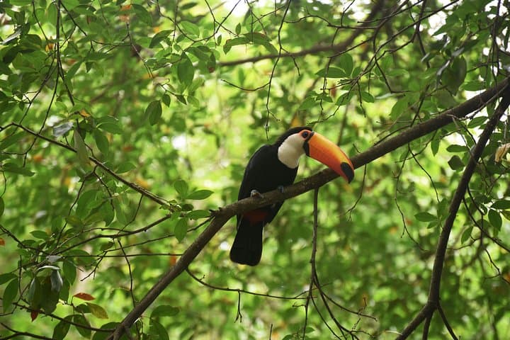 BioParque do Rio: Guided Conservation Tour with Hotel Transfer photo 2