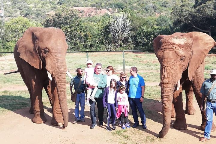 Walk with African Elephants Near Johannesburg: Guided Elephant Walk & Conservation Tour photo 2