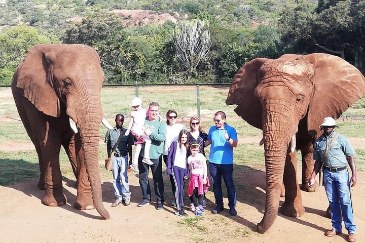 Walk with African Elephants Near Johannesburg: Guided Elephant Walk & Conservation Tour photo 4