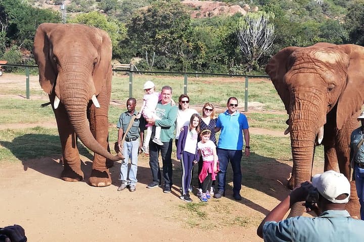 Walk with African Elephants Near Johannesburg: Guided Elephant Walk & Conservation Tour photo 3