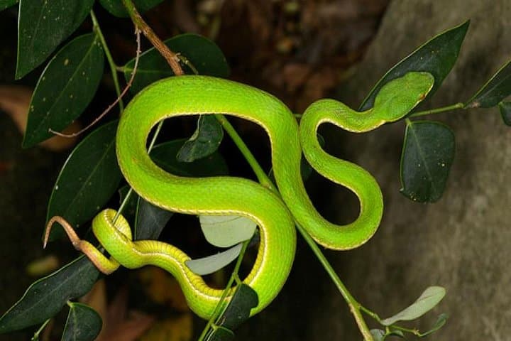 Sendero Tranquilo Night Walk: Nocturnal Wildlife Tour in Puntarenas photo 3