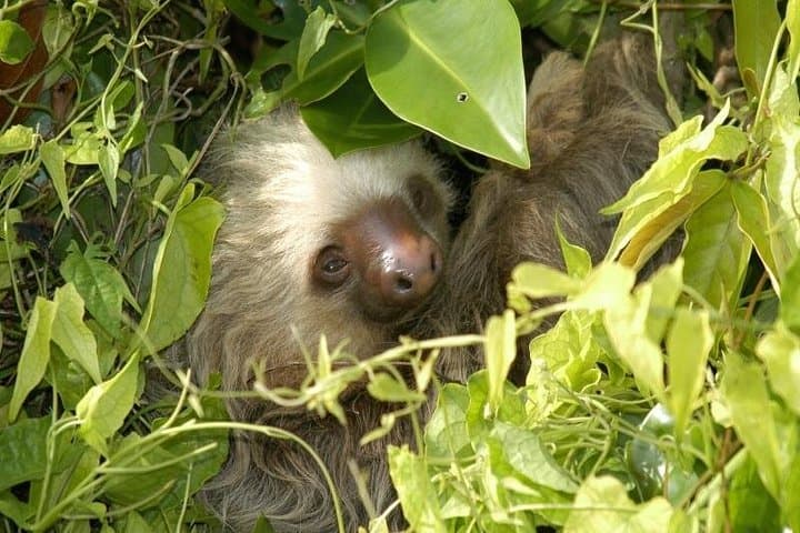 Sendero Tranquilo Night Walk: Nocturnal Wildlife Tour in Puntarenas photo 5