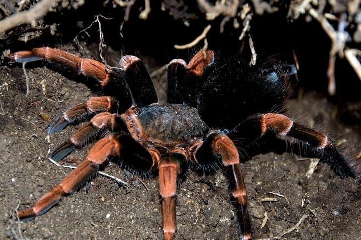 Sendero Tranquilo Night Walk: Nocturnal Wildlife Tour in Puntarenas photo 6