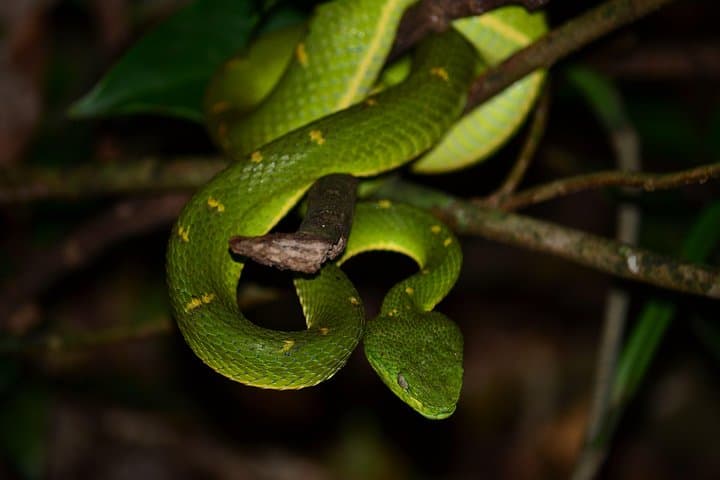 Santa Elena Cloud Forest Reserve Guided Walk — Flora, Fauna & Cloud-forest Trails photo 4