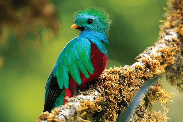 Santa Elena Cloud Forest Reserve Guided Walk — Flora, Fauna & Cloud-forest Trails photo 6