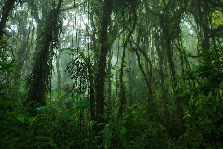Santa Elena Cloud Forest Reserve Guided Walk — Flora, Fauna & Cloud-forest Trails photo 5