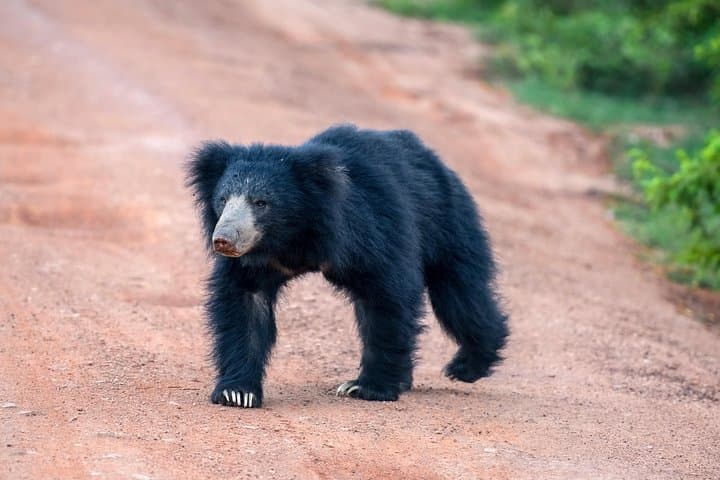 Wilpattu National Park Safari: Leopard, Sloth Bear & Birding from Negombo photo 2