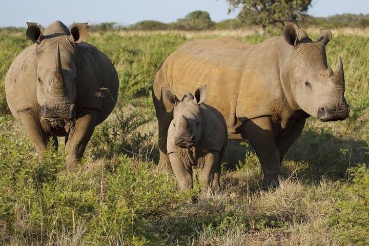 Game Drive and Rhino Walk near Livingstone: Up-Close Rhino Tracking in a National Park photo 3