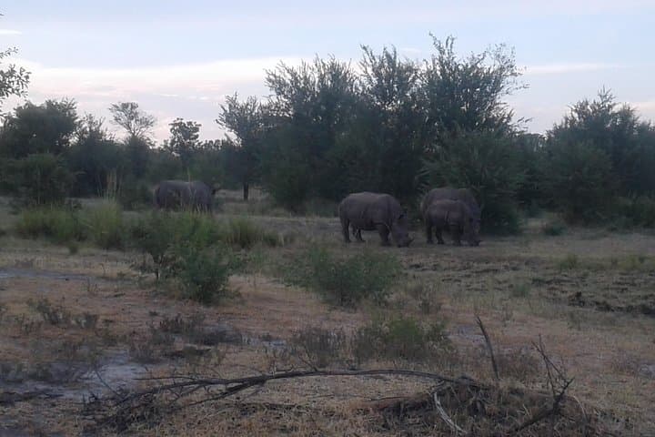 Game Drive and Rhino Walk near Livingstone: Up-Close Rhino Tracking in a National Park photo 4
